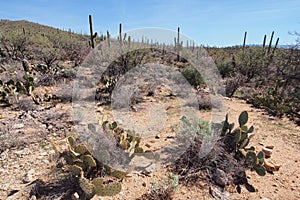 Desert landscape of Saguaro National Park, Arizona.