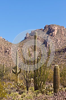 Desert landscape of Saguaro NP near Tucson AZ US photo