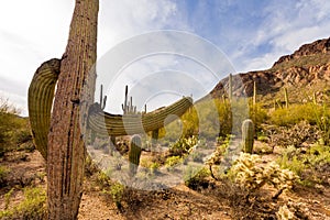 Desert landscape of Saguaro NP near Tucson AZ US photo