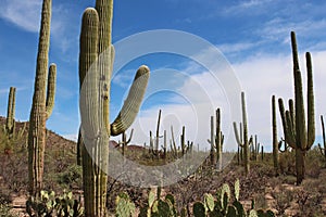 A desert landscape with Saguaro and Prickly Pear Cacti and dry scrub brush on the Desert Discovery Nature Trail in Arizona