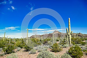 Desert landscape with saguaros, southern Arizona, USA