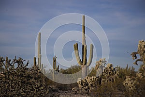Saguaros in the canyons of Southwest Arizona Desert photo