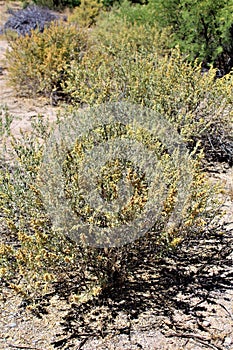 Desert Landscape Scenery located in Cochise County, Saint David, Arizona