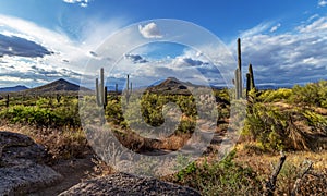 Desert Landscape Scenery In the Mcdowell Mountain Preserve