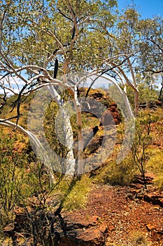 Desert landscape with snappy gum trees (Eucalyptus leucophloia) and a termite mound