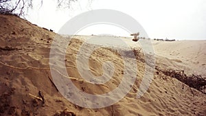 Desert landscape some arabian babbler jump and frisk in sand after sunset