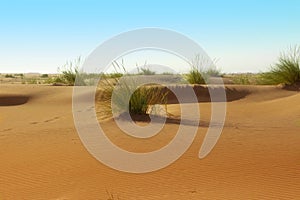 Desert landscape with some grass plants