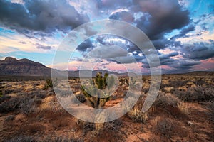 Desert Landscape at Sunrise in Nevada