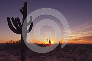 Desert landscape sunset cactus tree Scottsdale Az