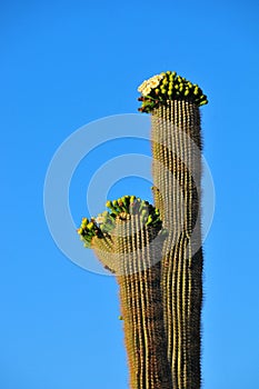 Desert Landscape Sunset with Saguaro Cactus in Bloom Carnegiea