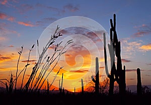 Desert landscape at Sunset, Saguaro National Park