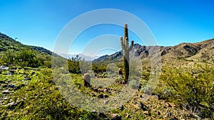 Desert Landscape with tall Saguaro and Barrel Cacti along the Bajada Hiking Trail in the mountains of South Mountain Park photo
