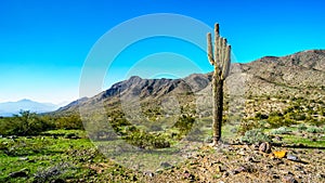Desert Landscape with tall Saguaro Cactus along the Bajada Hiking Trail in the mountains of South Mountain Park