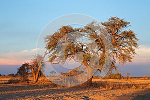 Kalahari desert landscape - South Africa