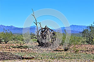 Desert landscape at Tonto National Forest, Arizona, United States