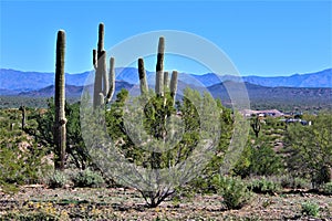 Desert landscape at Tonto National Forest, Arizona, United States