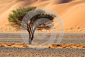 Desert landscape with tree - Namibia