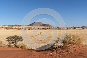 Desert landscape with trees red sand dunes and grass in NamibRand Nature Reserve, Namib, Namibia, Africa