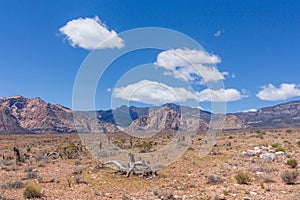 The desert landscape, the vegetation and the mountains of Nevada at the Red Rock Canyon National Conservation Area.