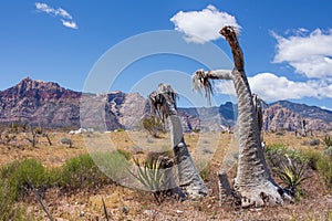 The desert landscape, the vegetation and the mountains of Nevada at the Red Rock Canyon National Conservation Area.