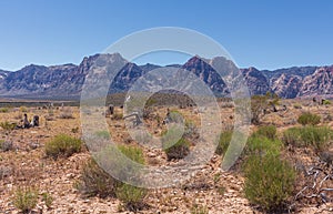 The desert landscape, the vegetation and the mountains of Nevada at the Red Rock Canyon National Conservation Area.