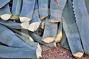 Desert landscape view of Agave cactus, Sonoran Desert, Maricopa County, Arizona