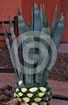 Desert landscape view of Agave cactus, Sonoran Desert, Maricopa County, Arizona
