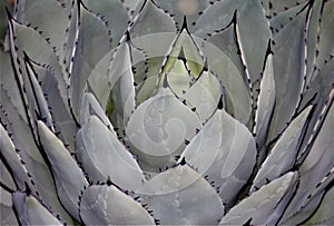 Desert landscape view of cactus, Sonoran Desert, Maricopa County, Arizona