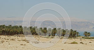 Desert landscape in warm sandy muted colors with palm grove water and sand cliffs in the background.