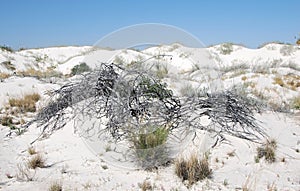 Desert Landscape in White Sands National Park, New Mexico