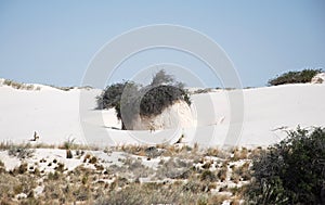 Desert Landscape in White Sands National Park, New Mexico