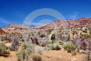 Desert Landscapes, Red Rock Canyon Conservation Park, Nevada, USA