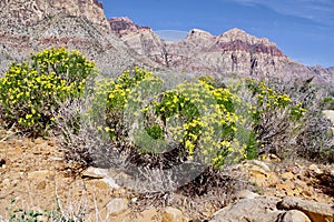 Desert Landscapes, Red Rock Canyon Conservation Park, Nevada, USA