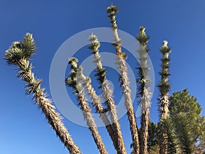 Desert Landscapes, Red Rock Canyon Conservation Park, Nevada, USA