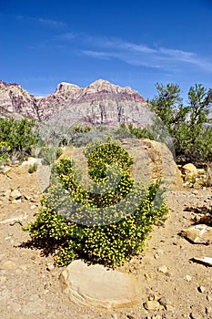 Desert Landscapes, Red Rock Canyon Conservation Park, Nevada, USA