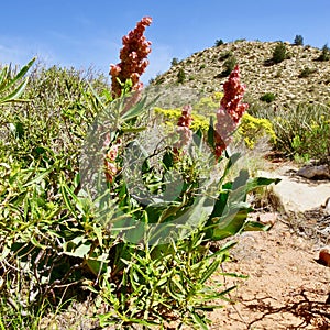 Desert Landscapes, Red Rock Canyon Conservation Park, Nevada, USA