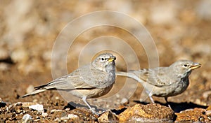 The desert lark , Ammomanes deserti