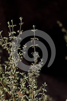 Desert Lavender with Africanized Honey Bee