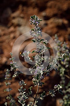 Desert Lavender with Africanized Honey Bees
