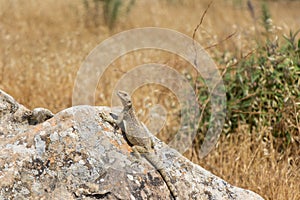 Desert Life - Lizard. Gobustan National Park. Lizard on the rock