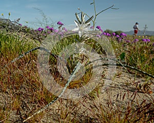 Desert Lilies in Full Bloom Across Anza-Borrego Desert