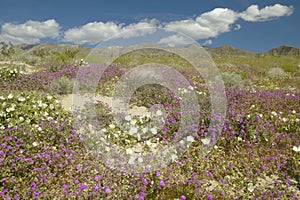 Desert lilies and white flowers
