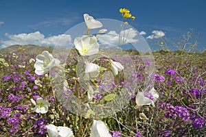 Desert lilies and white flowers photo
