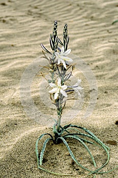 Desert Lily   42259