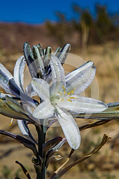 Desert Lily