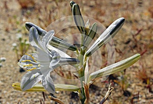 Desert lily or ajo lily, Anza Borrego Desert State Park, California