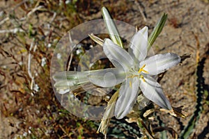 Desert lily or ajo lilyï¼ŒAnza Borrego Desert State Park, California