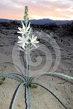 Desert Lily in the Desert at Sunset