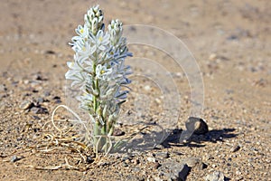 Desert lily, hesperocallis undulata, desert flower with white blossoms.