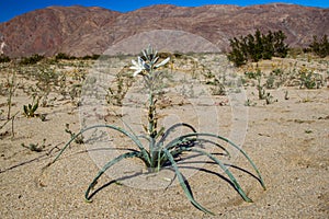 Desert Lily photo